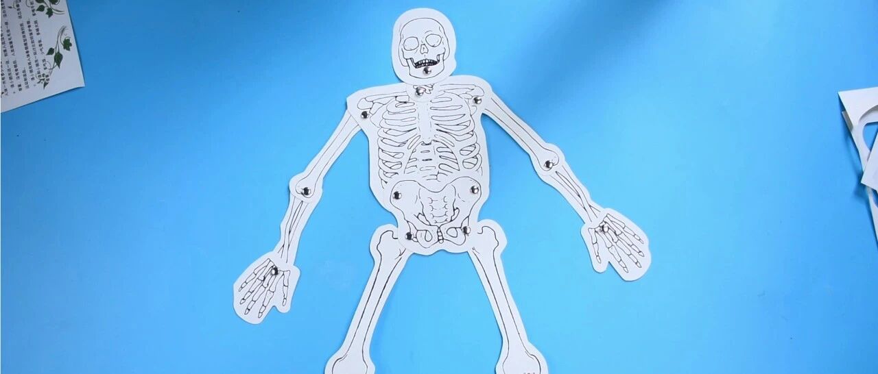 人体骨骼