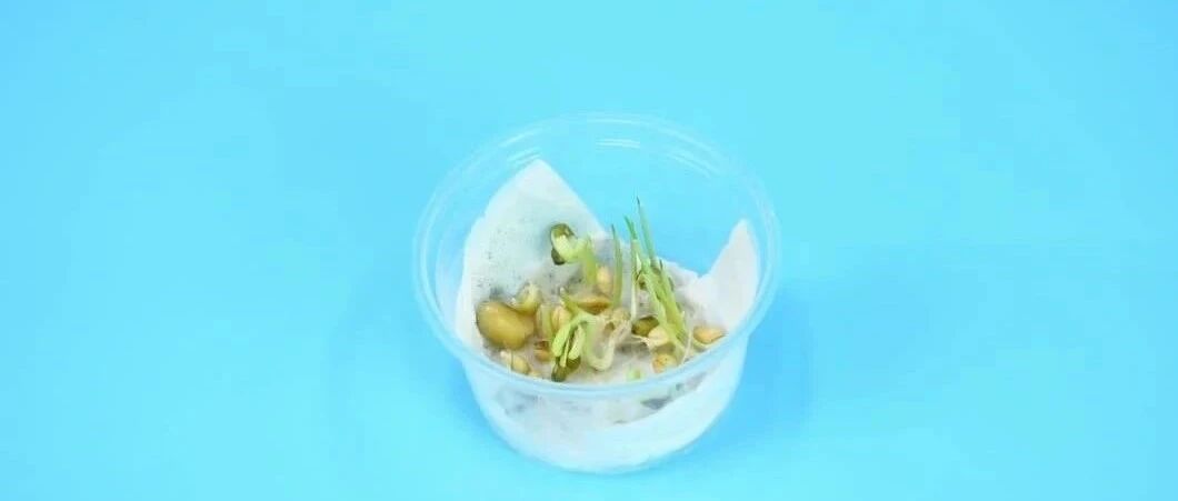 种子发芽