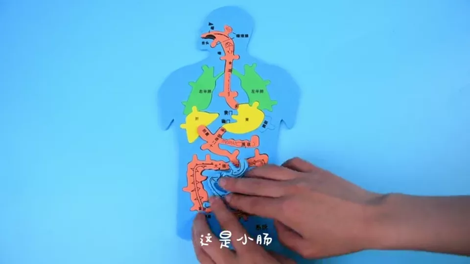 人体消化系统